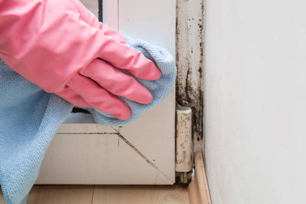 Best Commercial Mold Remediation in Fellsburg, PA
